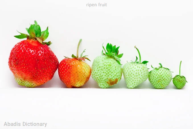 ripen fruit